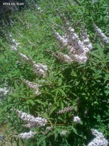 Vitex agnus-castus ‘Alba’ - blossom 